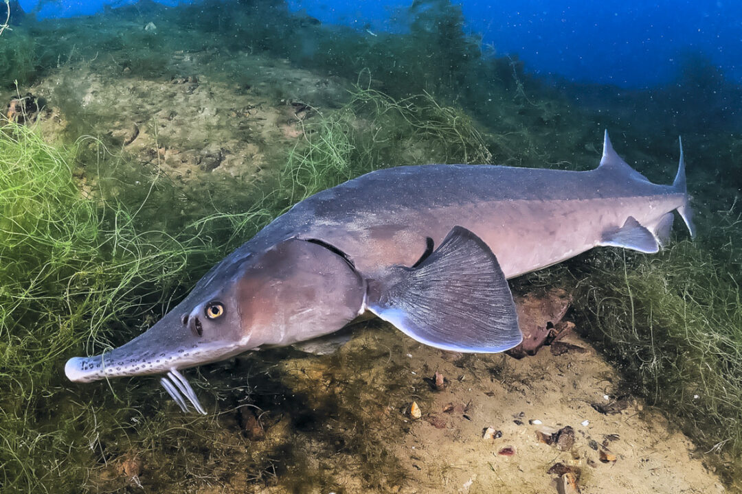 An action plan for the conservation of sterlet (Acipenser ruthenus) in Hungary Prepared
