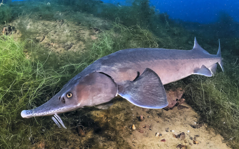 Fish Migration Restoration Document