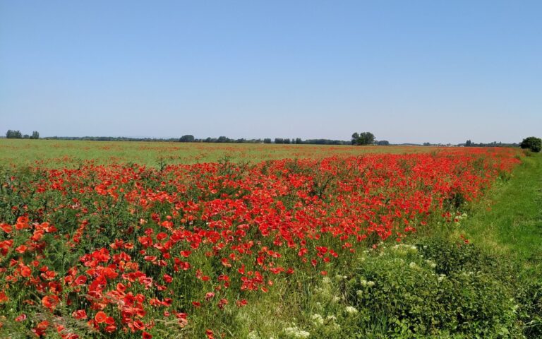 Brochure about Green Agriculture
