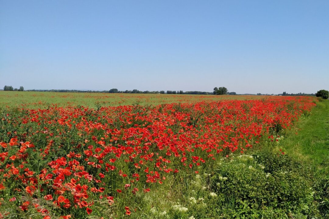 Brochure about Green Agriculture