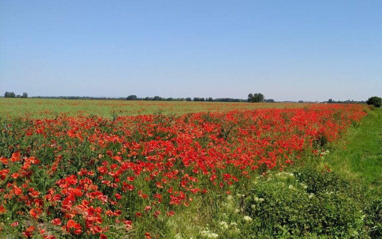 Brochure about Green Agriculture