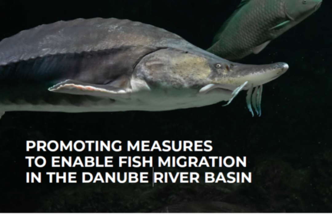 PROMOTING MEASURES TO ENABLE FISH MIGRATION IN THE DANUBE RIVER BASIN