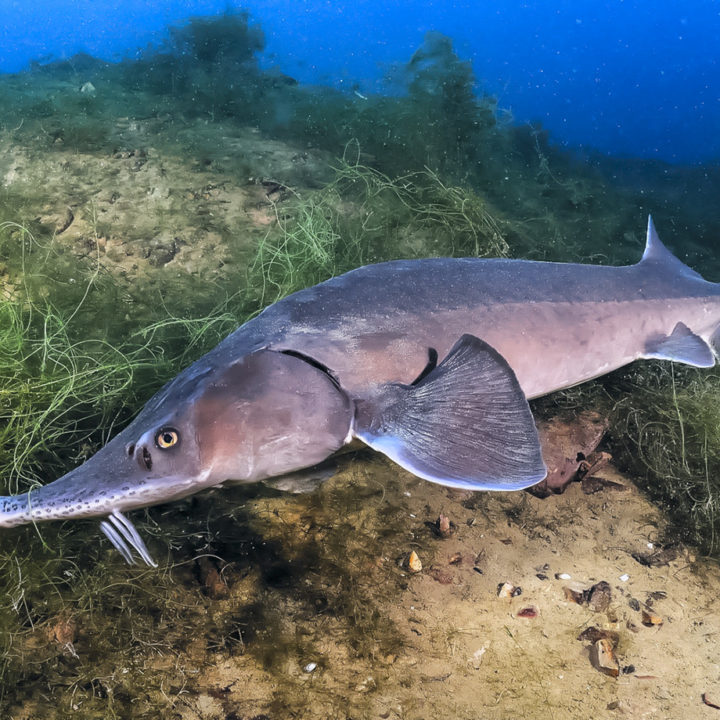Fish Migration Restoration Document